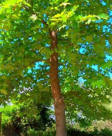 Artemis スヴォロナータ