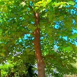 Artemis سفوروناتا